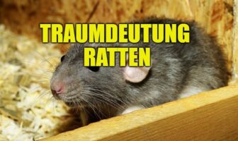 Traumdeutung Ratten