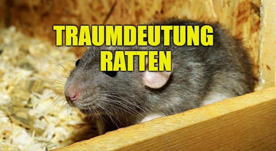 Traumdeutung Ratten