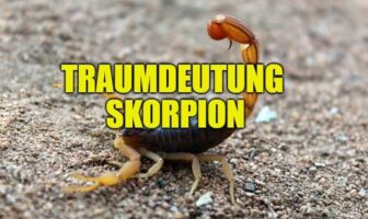 Traumdeutung Skorpion
