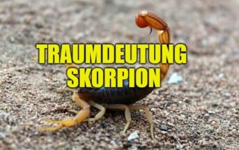Traumdeutung Skorpion