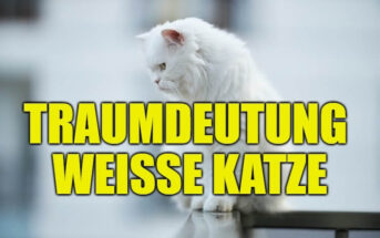 Traumdeutung Weiße Katze