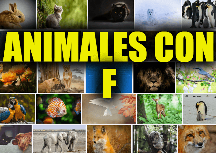 Animales con F, Lista y Explicaciones de Animales que Comienzan con la Letra F