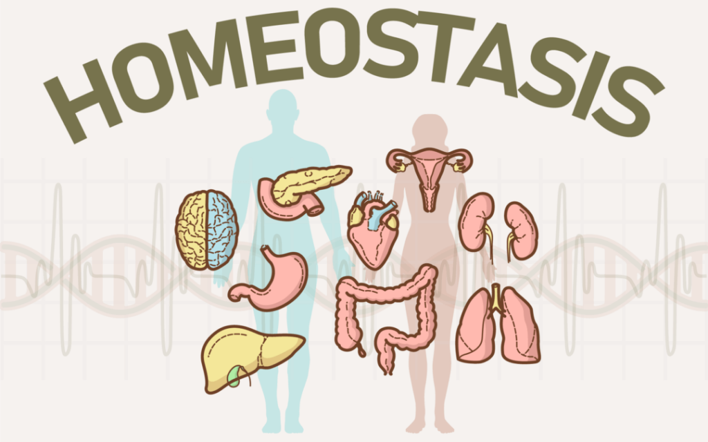 Contribución De Los órganos Y Sistemas De La Homeostasis