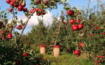 Cultivo de manzanas: ¿cómo cultivar manzanas? y enfermedades de la manzana