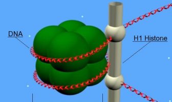 Nucleoproteína: nucleosoma en el que se observa el complejo formado por el ADN con las histonas.